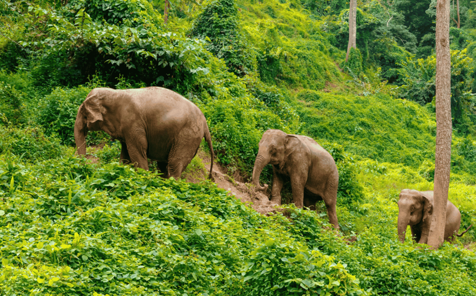 タイの森林を歩く3頭の親子のゾウ